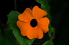 Black-eyed Susan Vine - Photo (c) cesar caballero, all rights reserved, uploaded by cesar caballero
