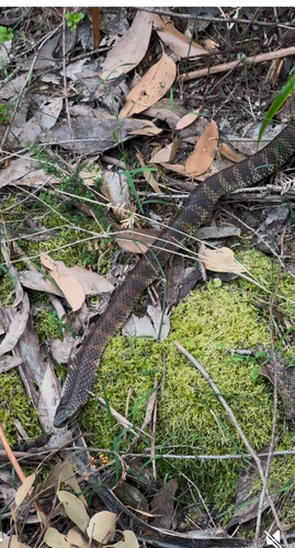 Tiger Snake sighting