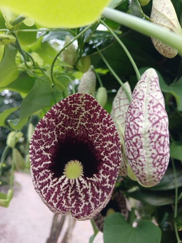 Calico-flower