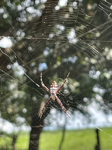 Silver Garden Orbweaver