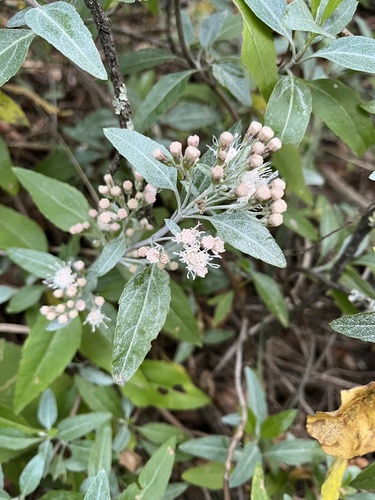 Ageratina glabrata (Kunth) R.M.King & H.Rob.