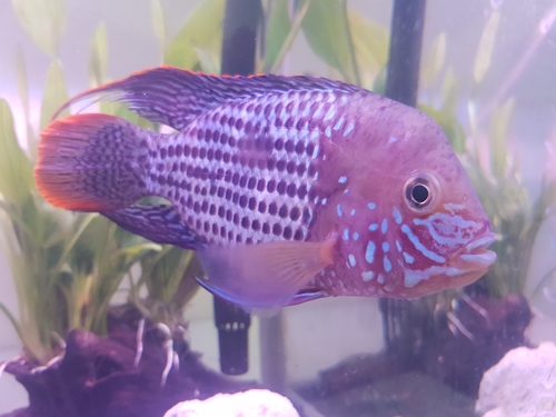 Green Terror