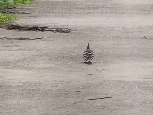 Common Hoopoe