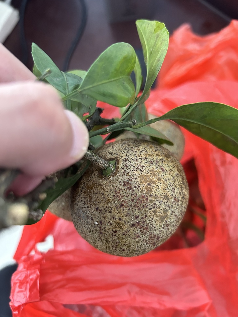 Citrus Rust Mite from 龙湫路, 嘉兴市, 浙江省, CN on December 1, 2024 at 08:03 AM ...