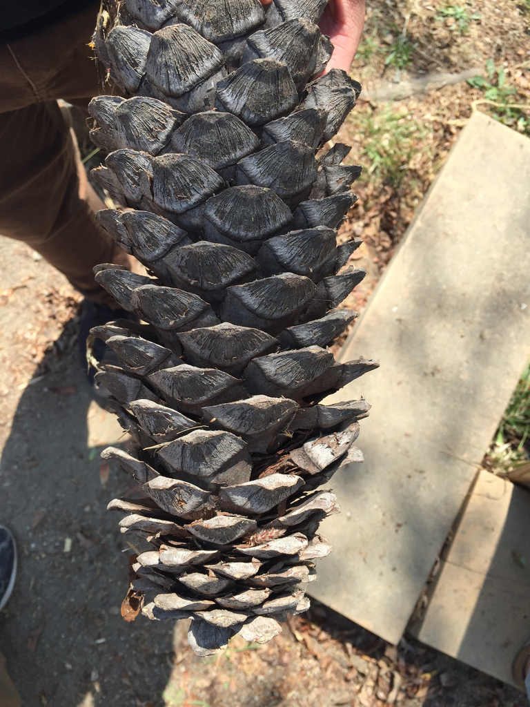 conifers-from-carmel-middle-school-carmel-ca-us-on-august-24-2016