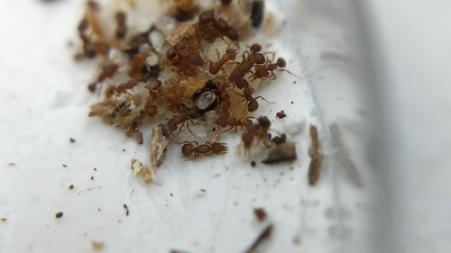 Strumigenys urrhobiaStrumigenys urrhobia