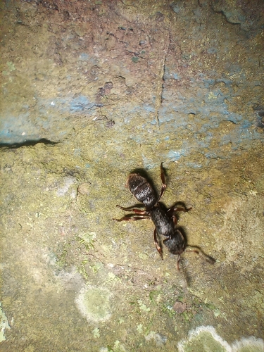 爪哇修猛蚁Pseudoneoponera insularis
