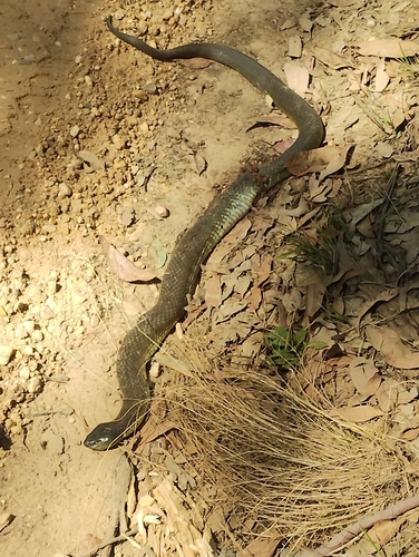 Tiger Snake sighting