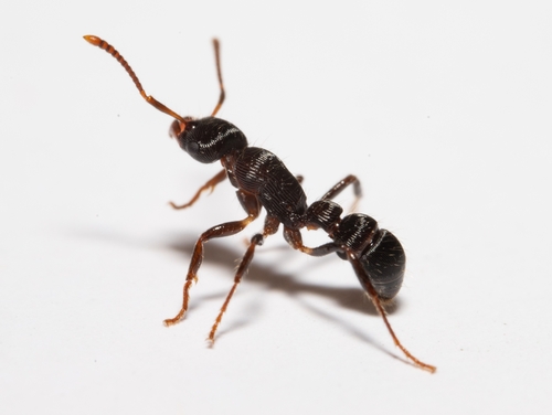 Gnamptogenys curvoclypeataGnamptogenys curvoclypeata