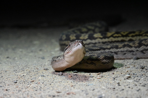 Australian Scrub Python sighting