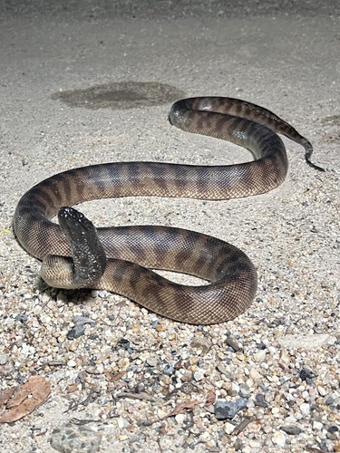 Black-headed Python sighting