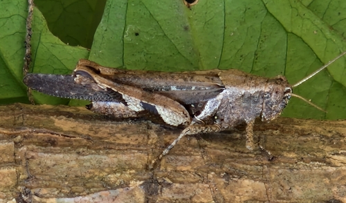 Rufous-legged Grasshopper