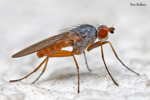 Tephrochlamys rufiventris