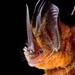 Tomes's Sword-nosed Bat - Photo (c) Jose G. Martinez-Fonseca, all rights reserved