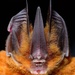 Sword-nosed Bats - Photo (c) Jose G. Martinez-Fonseca, all rights reserved