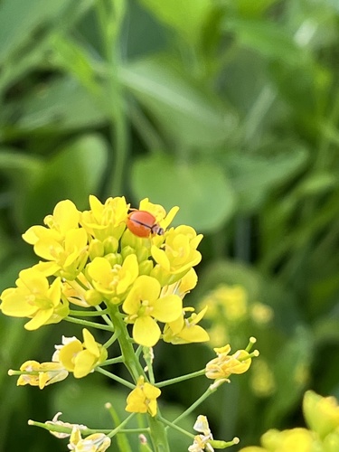 Discolored Lady Beetle