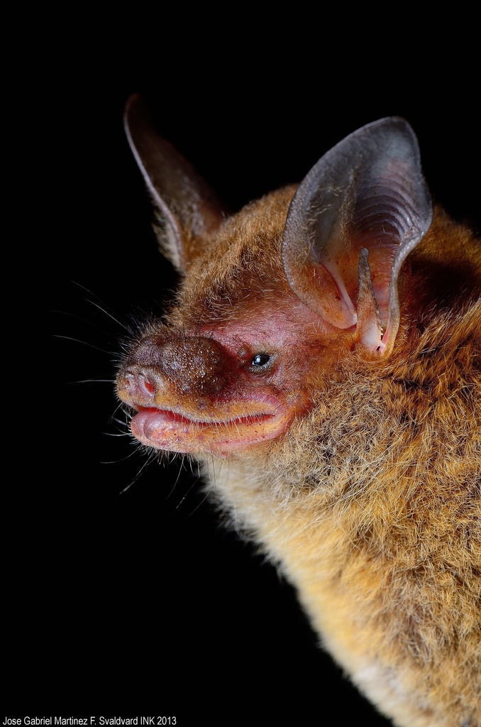 Van Gelder's bat (Bauerus dubiaquercus)