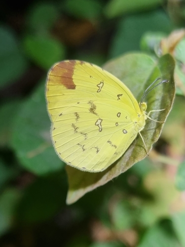 Common Grass Yellow