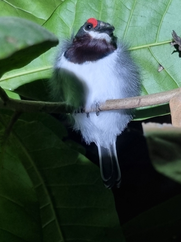 Brown-throated Wattle-eye