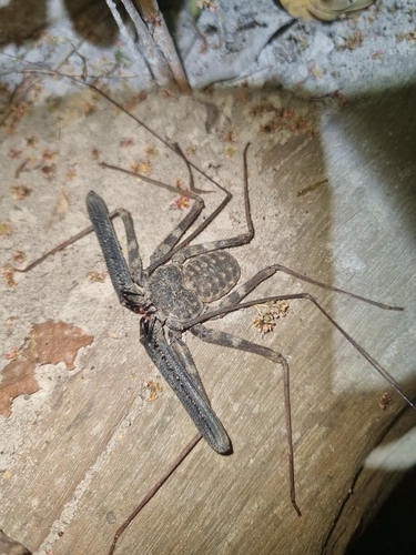 Western Whipspider