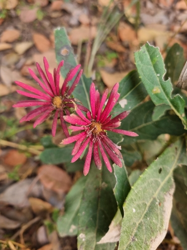 Linzia nigritiana