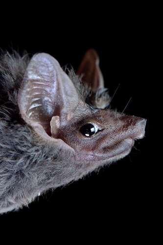 Gray Sac-winged Bat