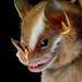 Heller's Broad-nosed Bat - Photo (c) Jose G. Martinez-Fonseca, all rights reserved
