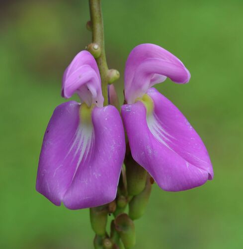 Canavalia africana