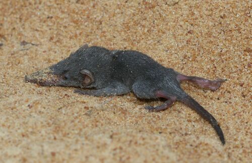 Pygmy White-toothed Shrew