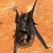 Greater Sac-winged Bat - Photo (c) Jose G. Martinez-Fonseca, all rights reserved