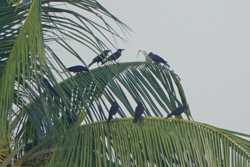 House Crow