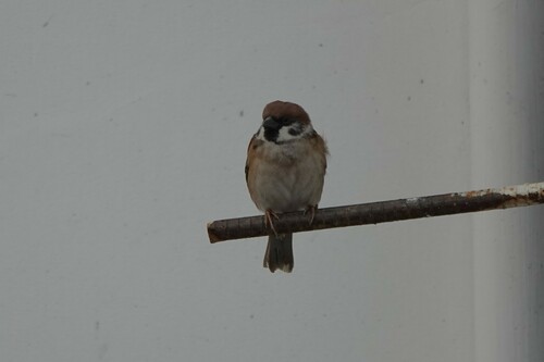 Eurasian Tree Sparrow