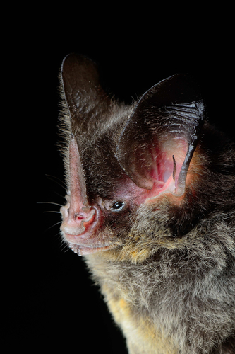 Striped Hairy-nosed Bat (Mimon crenulatum) · iNaturalist