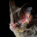 Striped Hairy-nosed Bat - Photo (c) Jose G. Martinez-Fonseca, all rights reserved
