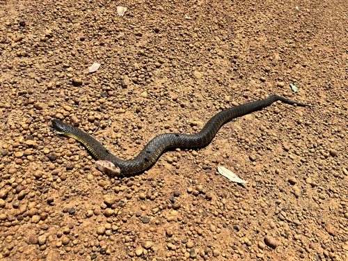 Western Tiger Snake sighting