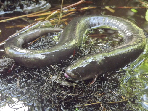 Two-toed Amphiuma