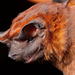 Miller's Mastiff Bat - Photo (c) Jose G. Martinez-Fonseca, all rights reserved