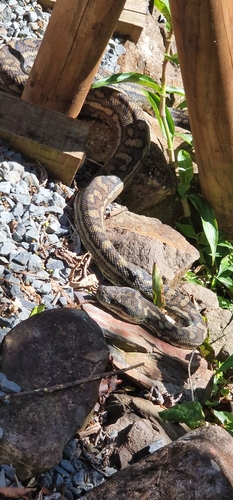Coastal Carpet Python sighting