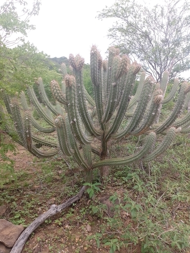 Xiquexique gounellei