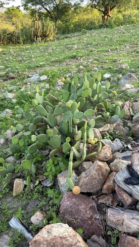 Tacinga inamoena