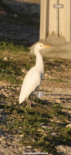 Western Cattle-Egret