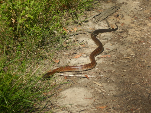 Tiger Snake sighting