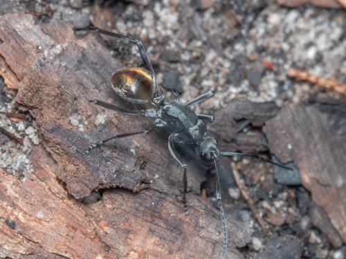 Polyrhachis conciliataPolyrhachis conciliata