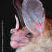 Big-eared Woolly Bat - Photo (c) Jose G. Martinez-Fonseca, all rights reserved