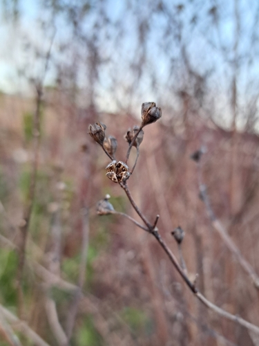 Covelo Mock Orange winter