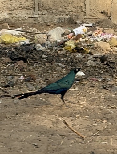 Long-tailed Glossy Starling