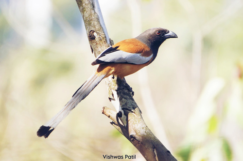 Rufous Treepie