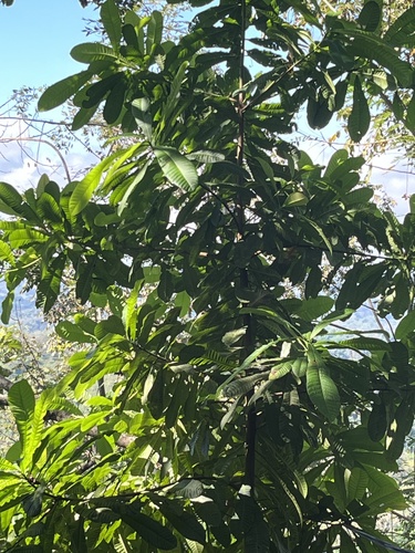 Anacardium excelsum - Whole tree