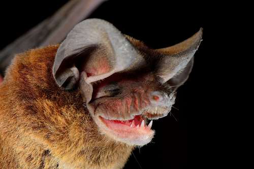 Broad-eared Free-tailed Bat