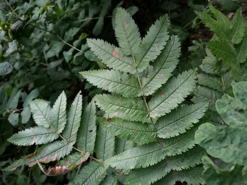European mountain ash